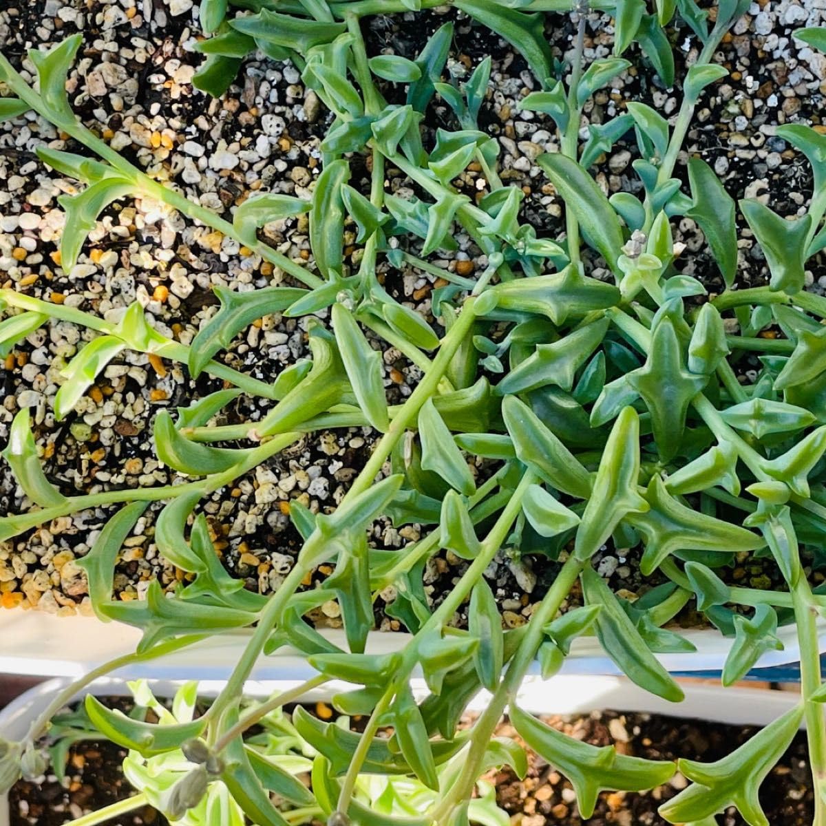 Amazon.co.jp: 多肉植物ドルフィンネックレス(抜き苗を4本) : おもちゃ